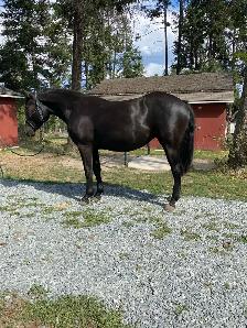 Percheron cross filly - Photo 6