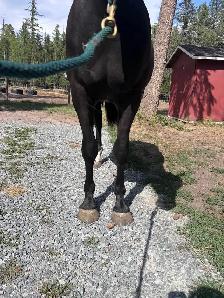 Percheron cross filly - Photo 7