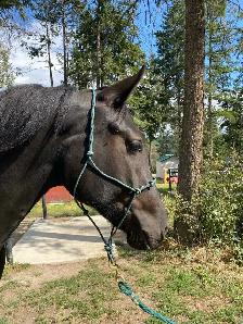 Percheron cross filly - Photo 8