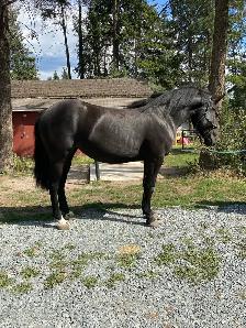 Percheron cross filly - Photo 9