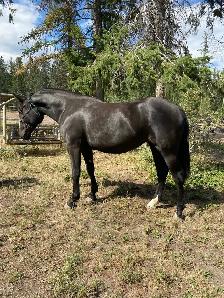 Percheron cross filly - Photo 10