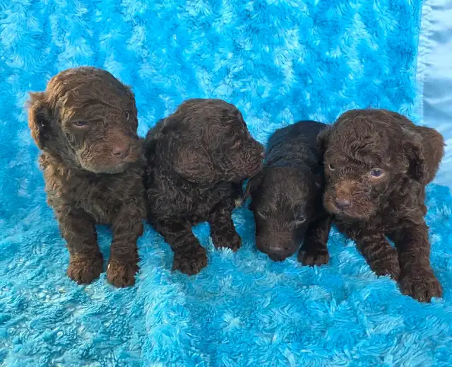 Goldendoodle minis