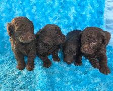 Goldendoodle minis