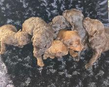 Goldendoodle minis - Photo 2