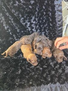 Goldendoodle minis - Photo 3