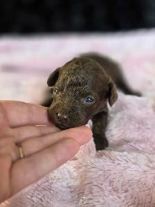 Goldendoodle minis - Photo 4