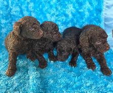 Goldendoodle minis - Photo 5