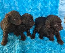 Goldendoodle minis - Photo 6