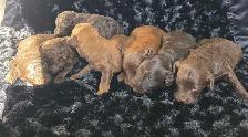 Goldendoodle minis - Photo 7