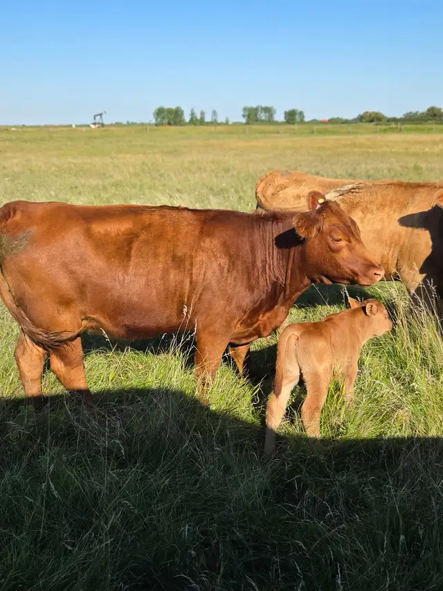 Commercial Cow-Calf Pair