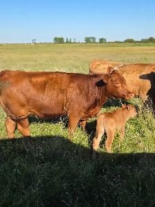 Commercial Cow-Calf Pair