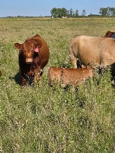 Commercial Cow-Calf Pair - Photo 2