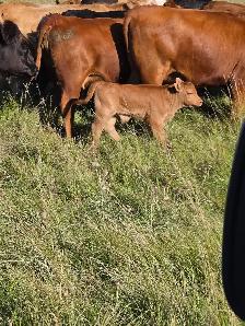 Commercial Cow-Calf Pair - Photo 3