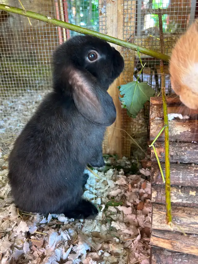 Bébé lapin bélier hollandais à donner
