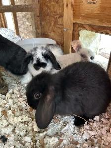 Bébé lapin bélier hollandais à donner - Photo 2