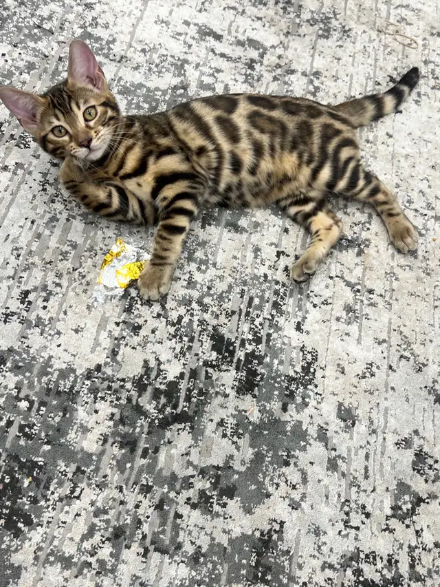 chaton bengal
