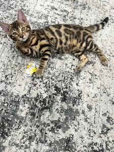 chaton bengal
