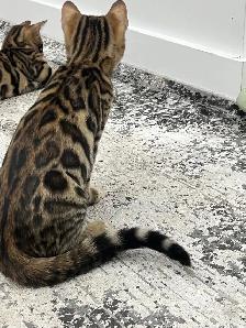 chaton bengal - Photo 2