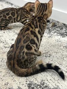 chaton bengal - Photo 4