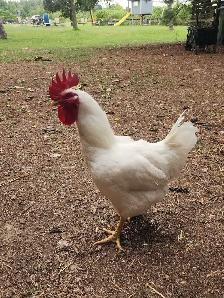 free rooster