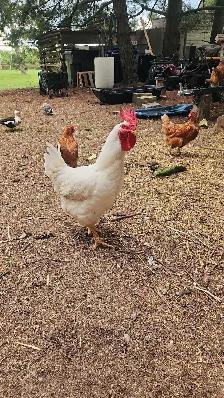 free rooster - Photo 2