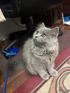 Scottish Straight Blue long hair kittens registered in CCA/AFC - Photo 5