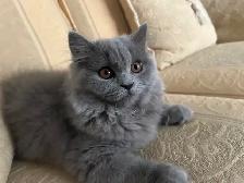Scottish Straight Blue long hair kittens registered in CCA/AFC - Photo 6