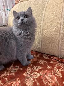 Scottish Straight Blue long hair kittens registered in CCA/AFC - Photo 8