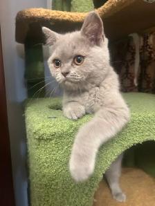 Scottish Fold and Scottish Straight kittens CCA/AFC registered - Photo 8