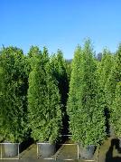 Emerald Cedar Trees(Potted) 6 - 8 feet