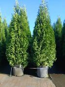 Emerald Cedar Trees(Potted) 6 - 8 feet - Photo 3