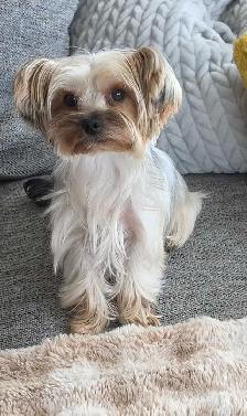 Purebred Yorkie puppies!
