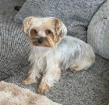 Purebred Yorkie puppies! - Photo 2