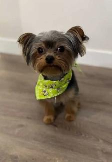 Purebred Yorkie puppies! - Photo 3