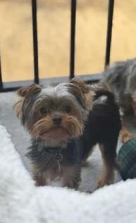 Purebred Yorkie puppies! - Photo 4