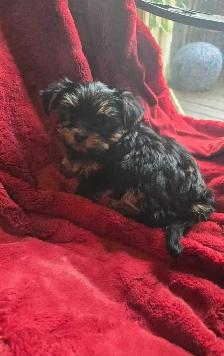 Purebred Yorkie puppies! - Photo 5