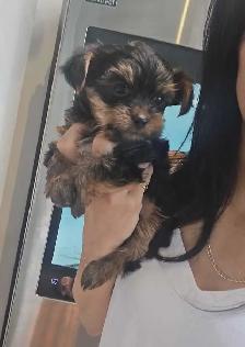 Purebred Yorkie puppies! - Photo 6