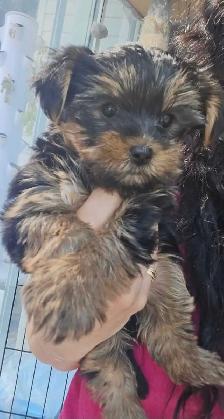 Purebred Yorkie puppies! - Photo 7