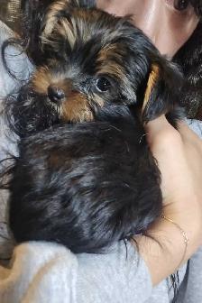 Purebred Yorkie puppies! - Photo 8