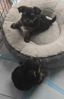 Purebred Yorkie puppies! - Photo 9