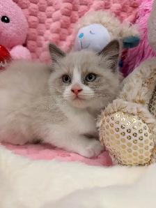 •••⭐️❤️Ragdoll mix Kittens ❤️⭐️•••(647) 362-8118