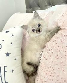 •••⭐️❤️Ragdoll mix Kittens ❤️⭐️•••(647) 362-8118 - Photo 2