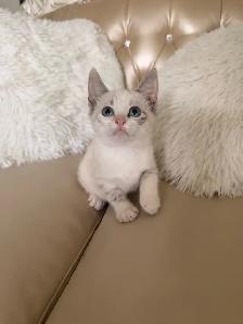 •••⭐️❤️Ragdoll mix Kittens ❤️⭐️•••(647) 362-8118 - Photo 3