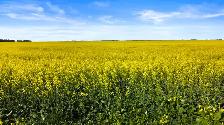 306.39 Acres | RM of Sherwood # 159 | near Regina, SK - Photo 2