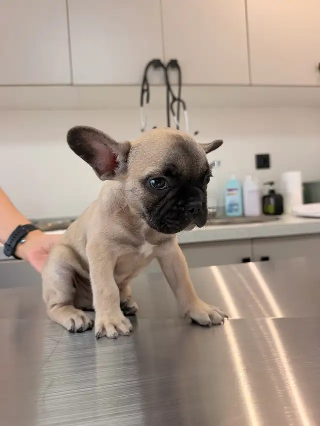 Frenchie se cherche une famille