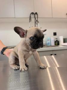 Frenchie se cherche une famille