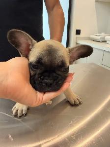 Frenchie se cherche une famille - Photo 2