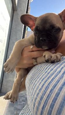 Frenchie se cherche une famille - Photo 3