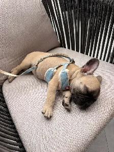 Frenchie se cherche une famille - Photo 4