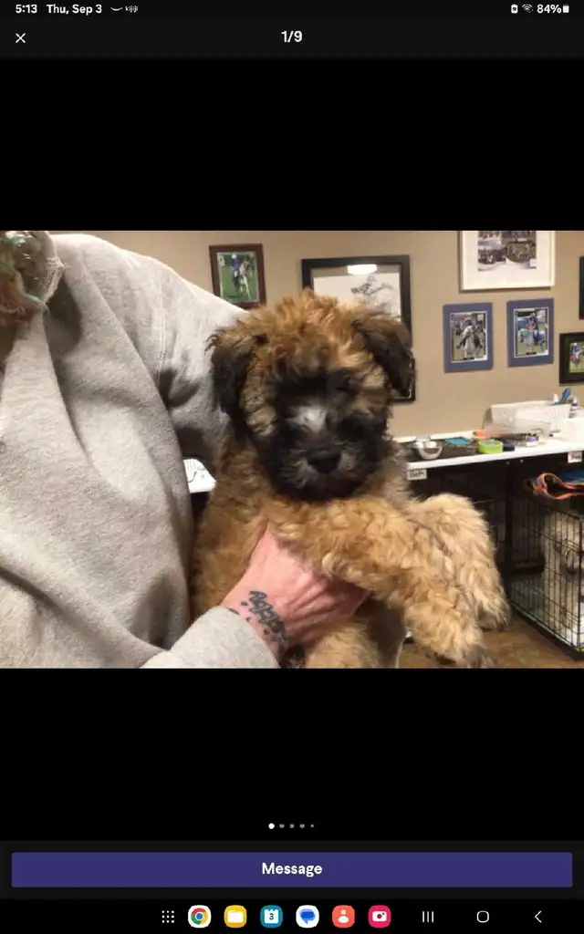Wheaten Terrier puppies